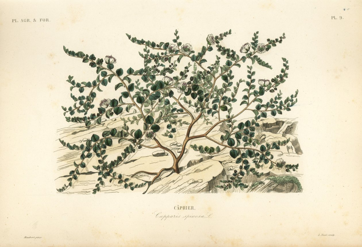 Kapari çalısı veya Flinders gülü, Capparis spinosa, Kaprier by Unbekannt