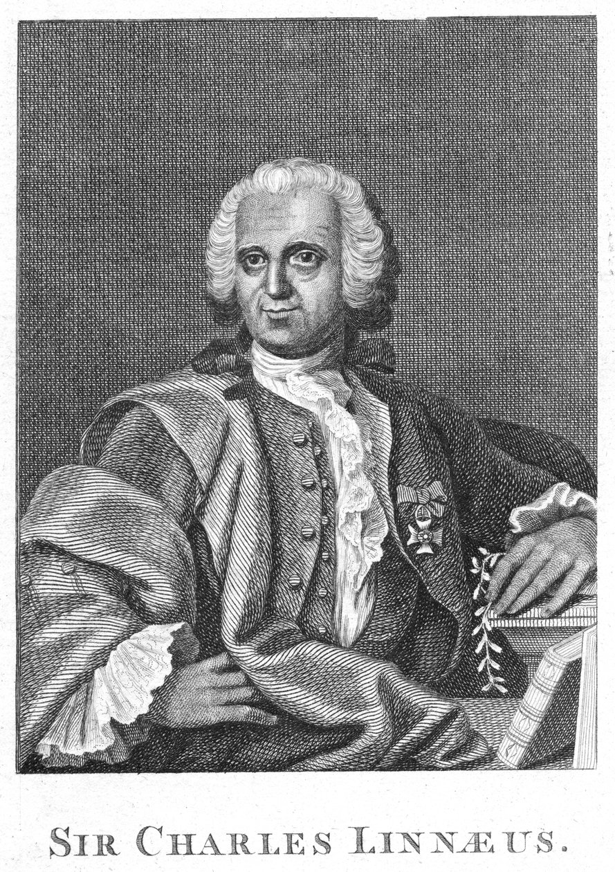 Carolus Linnaeus, 18. yüzyıl İsveçli doğa bilimci by Unbekannt
