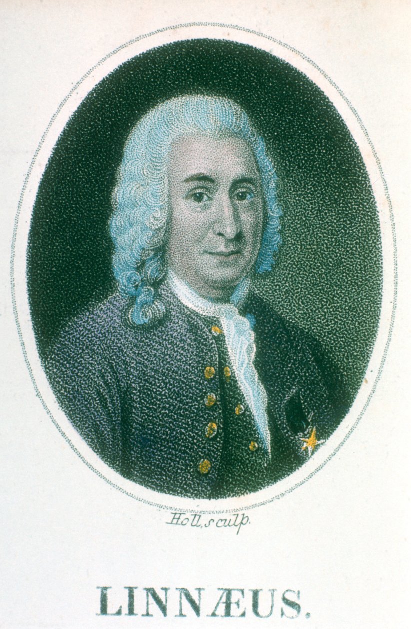 Carolus Linnaeus, 18. yüzyıl İsveçli doğa bilimci, 19. yüzyılın başları by Unbekannt