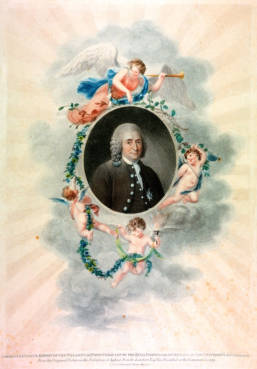 Carolus Linnaeus, İsveçli doğa bilimci ve doktor, 1807 by Unbekannt