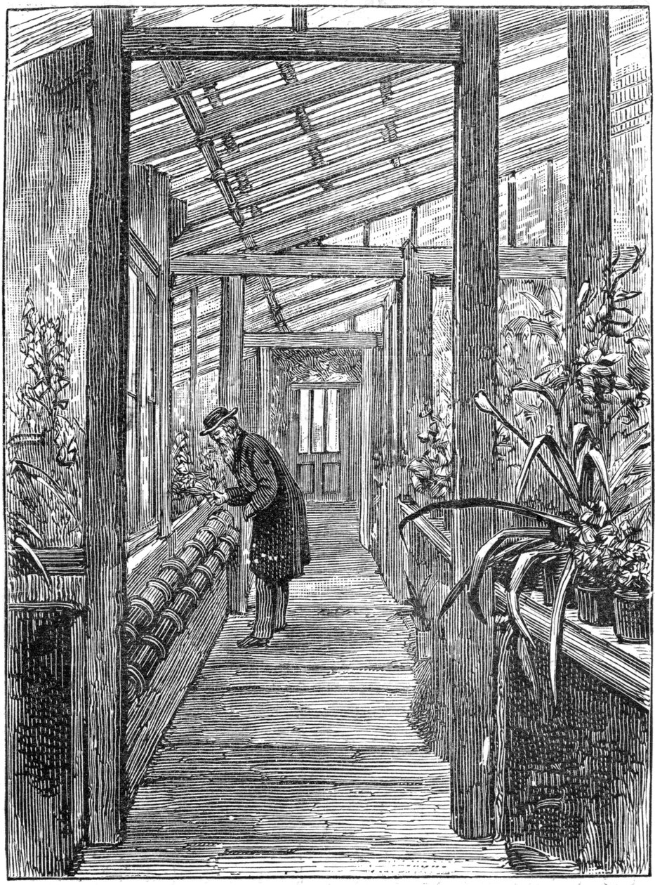 Charles Darwin 1809-1882, İngiliz doğa bilimci, serasında by Unbekannt