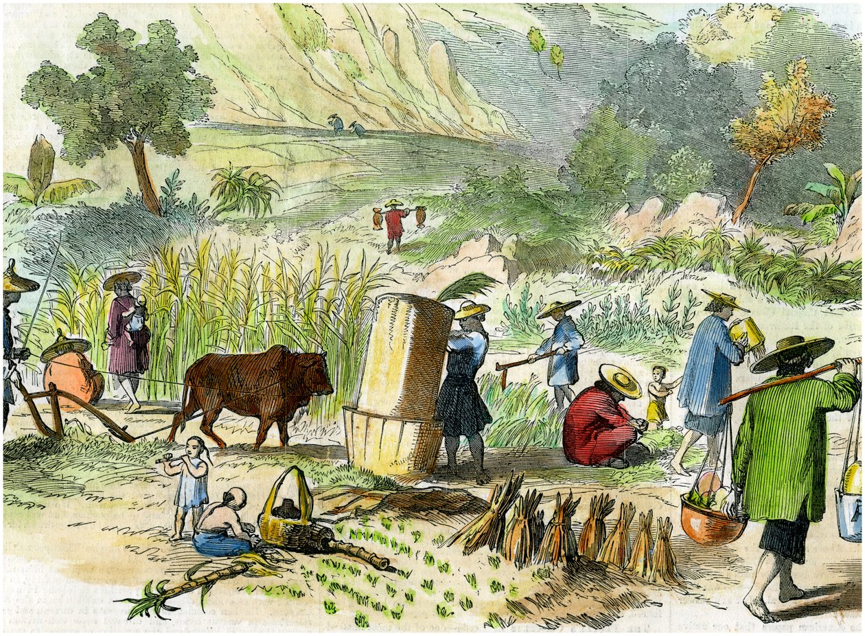 Çin hasadı, Hong Kong, c1875 by Unbekannt