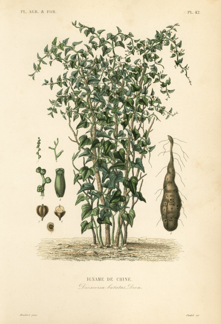 Çin yam veya tarçınlı asma, Dioscorea polystachya, Dioscorea batatas, Igname de Chine by Unbekannt