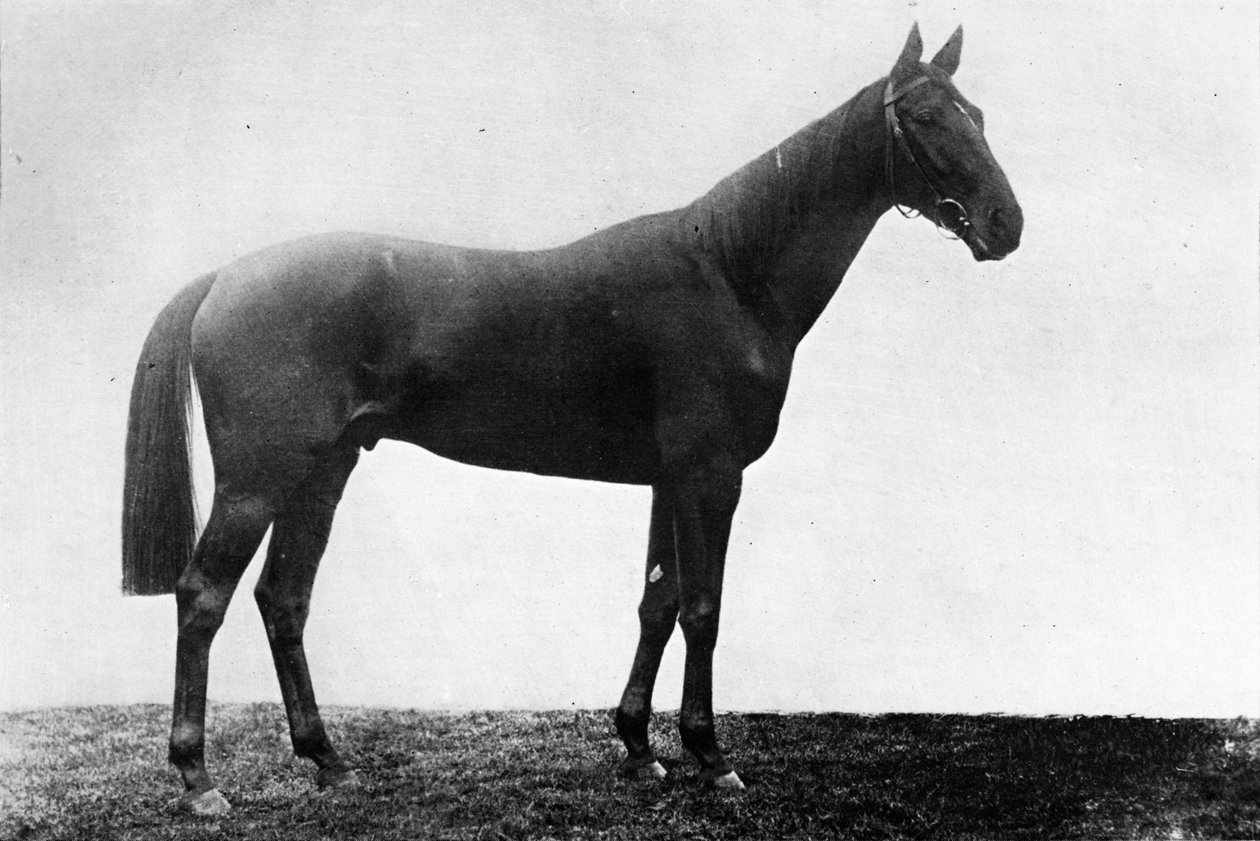 Noel Papatyası, 1911 by Unbekannt