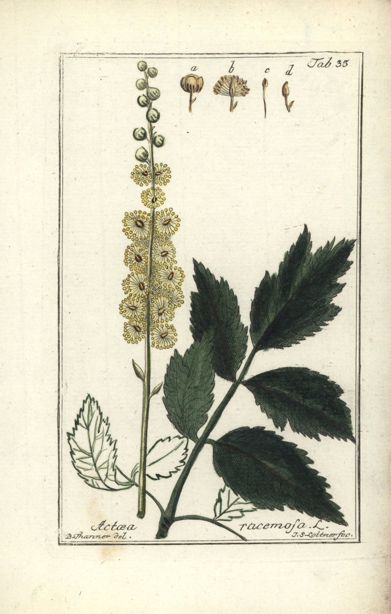 Cimicifuga Cimicifuga racemosa veya Karayılan otu, Actaea racemosa (actee a grappe) by Unbekannt