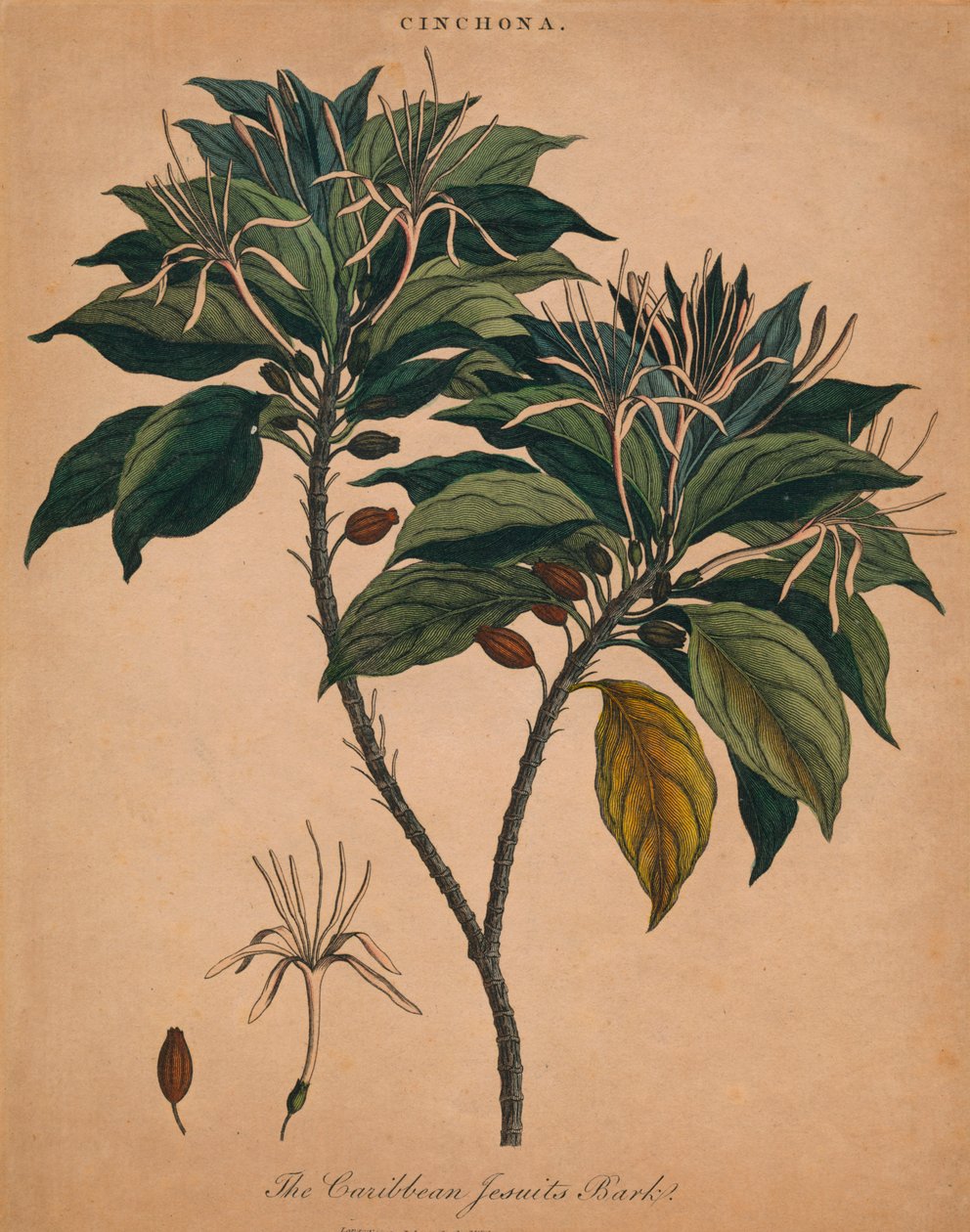 Cinchona. Karayip Cizvitleri Kabuğu, 1801. by Unbekannt