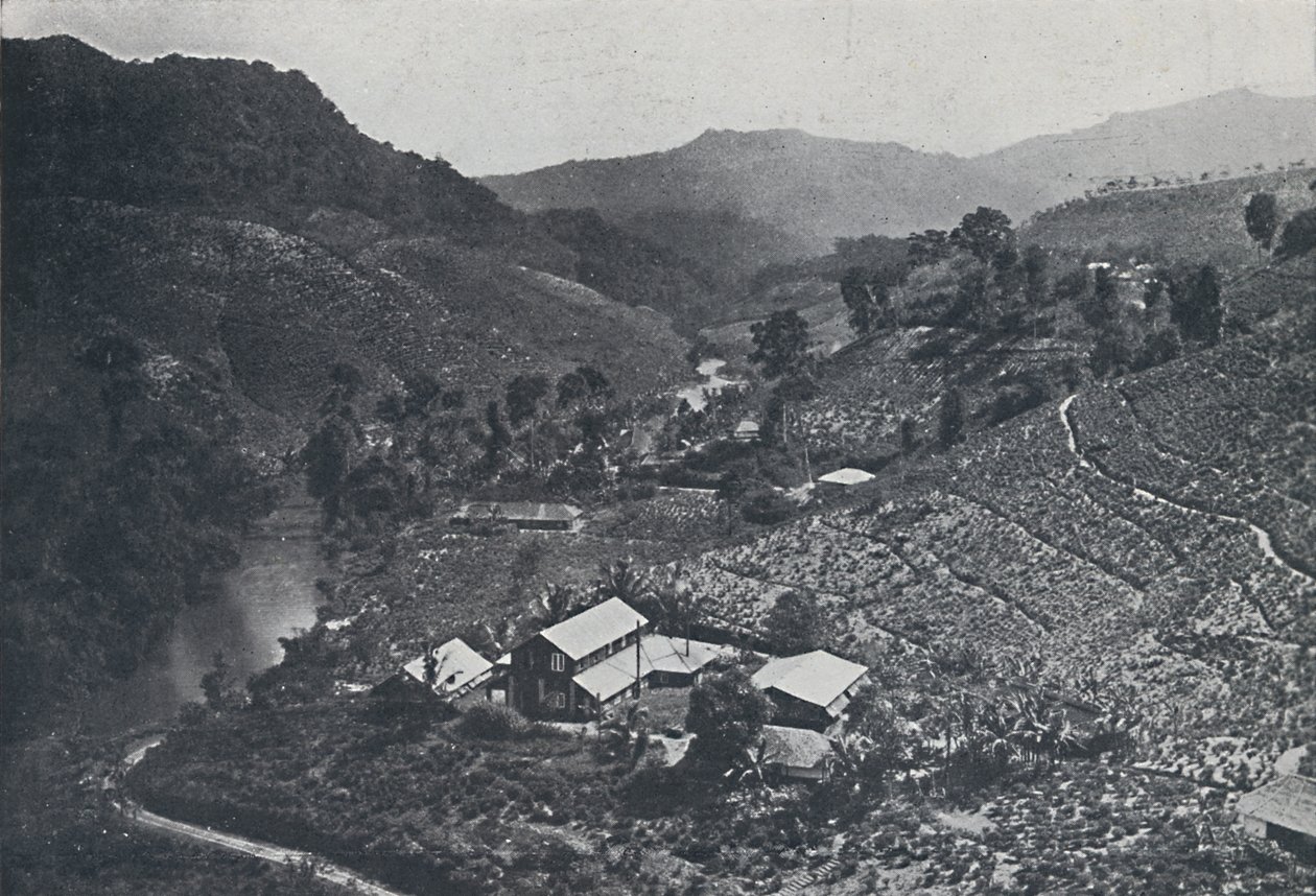 Sinhalese Çay Tarlası, 1924 by Unbekannt