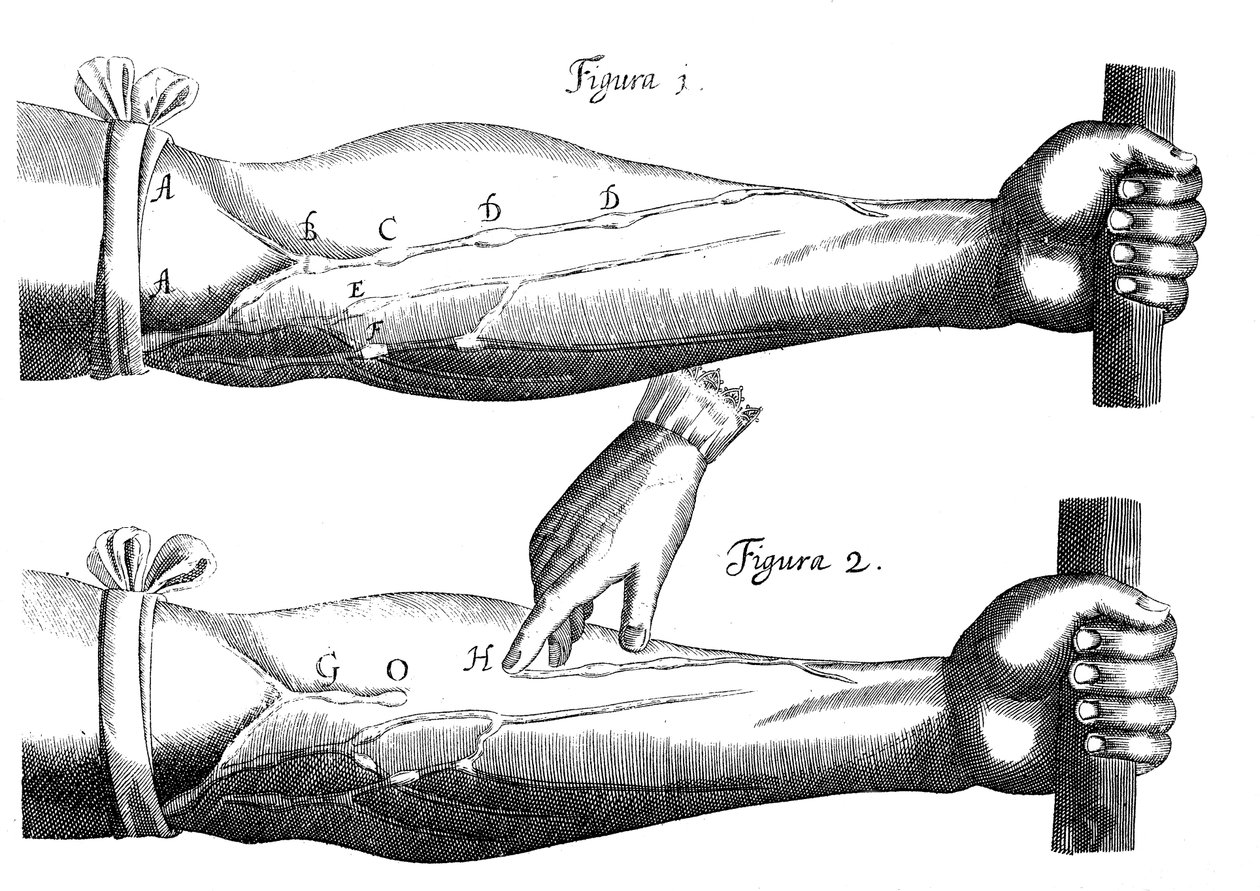 Kan dolaşımı, 1628 by Unbekannt
