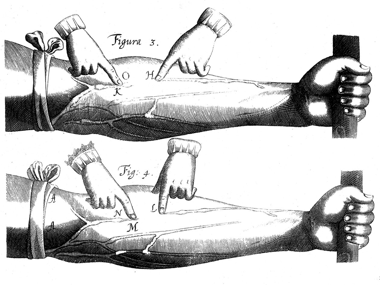 Kan dolaşımı, 1628 by Unbekannt