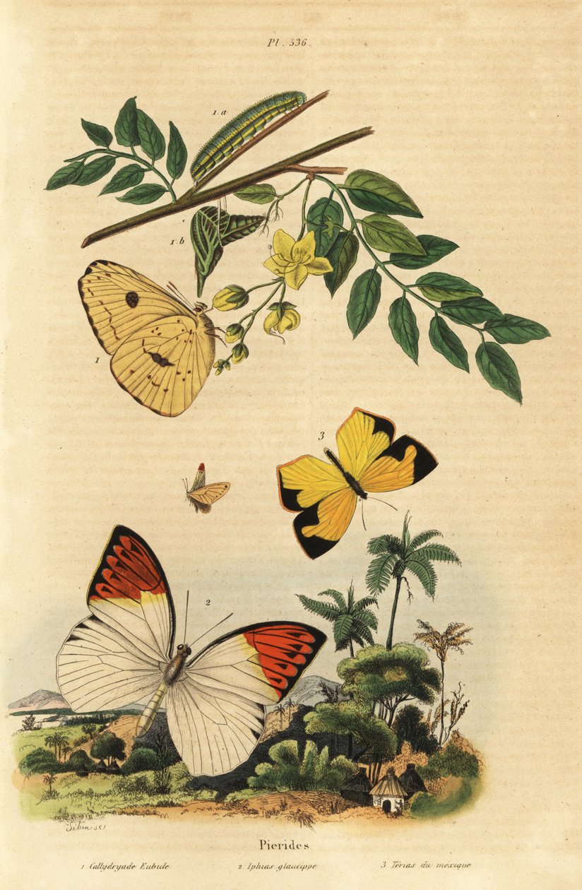 Bulutsuz kükürt, Phoebis sennae 1, büyük turuncu uç, Hebomoia glaucippe 2 ve Meksika sarısı, Eurema mexicana 3 by Unbekannt