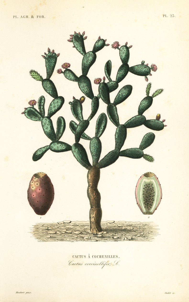 Cochineal kaktüs, Nopalea cochenillifera, Opuntia cochenillifera, Cactus cochenillifer, Cactus coccinellifer, Cactus a cochenilles by Unbekannt
