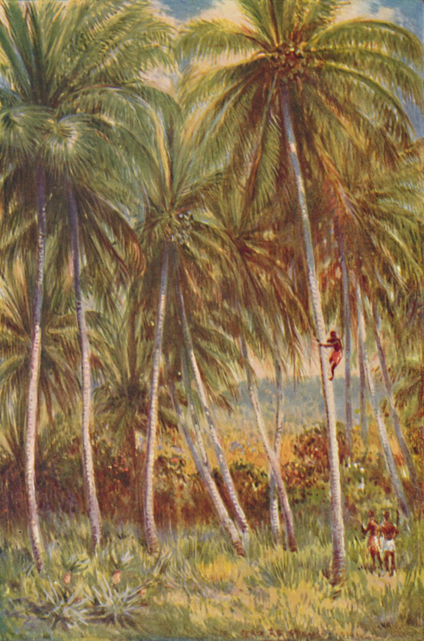 Hindistan cevizi avuç içi, 1924 by Unbekannt