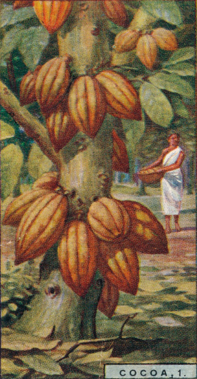 Kakao, 1. - Kakao Ağacı, Trinidad, 1928 by Unbekannt