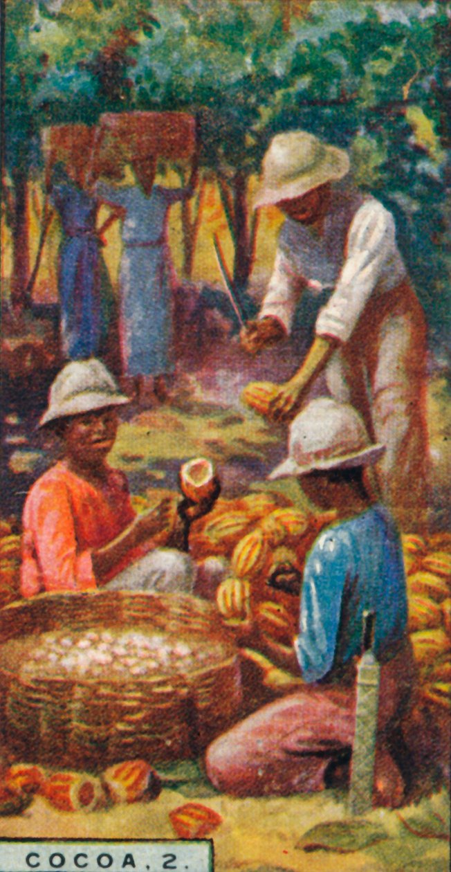 Kakao, 2. - Kapsüllerin Açılması, Trinidad, 1928 by Unbekannt