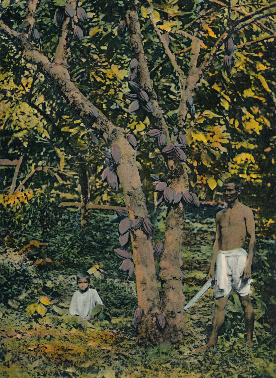 Kakao tam kıvamında, Trinidad ve Tobago, c1914. by Unbekannt