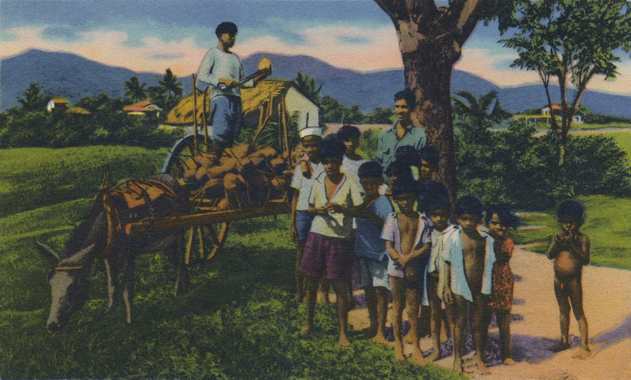 Hindistan Cevizi Satıcısı, Trinidad, B.W.I., c1940s. by Unbekannt