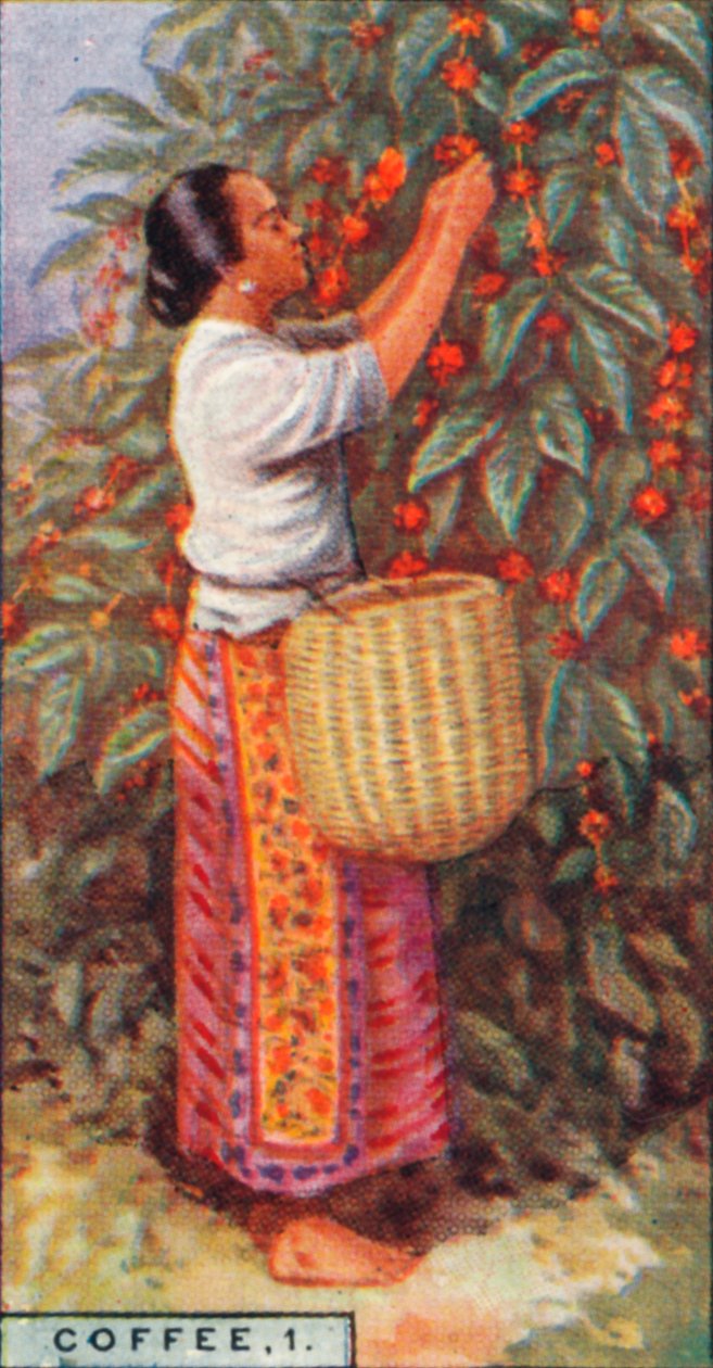 Kahve, 1. - Meyvelerin Toplanması, Doğu Hint Adaları, 1928 by Unbekannt