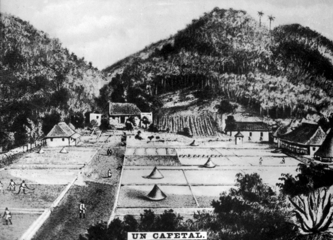 Kahve plantasyonu, Küba, 1768 c1910 by Unbekannt