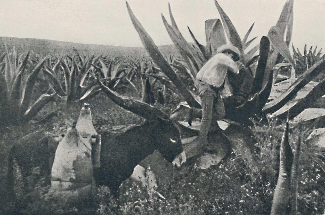 Bir Maguey