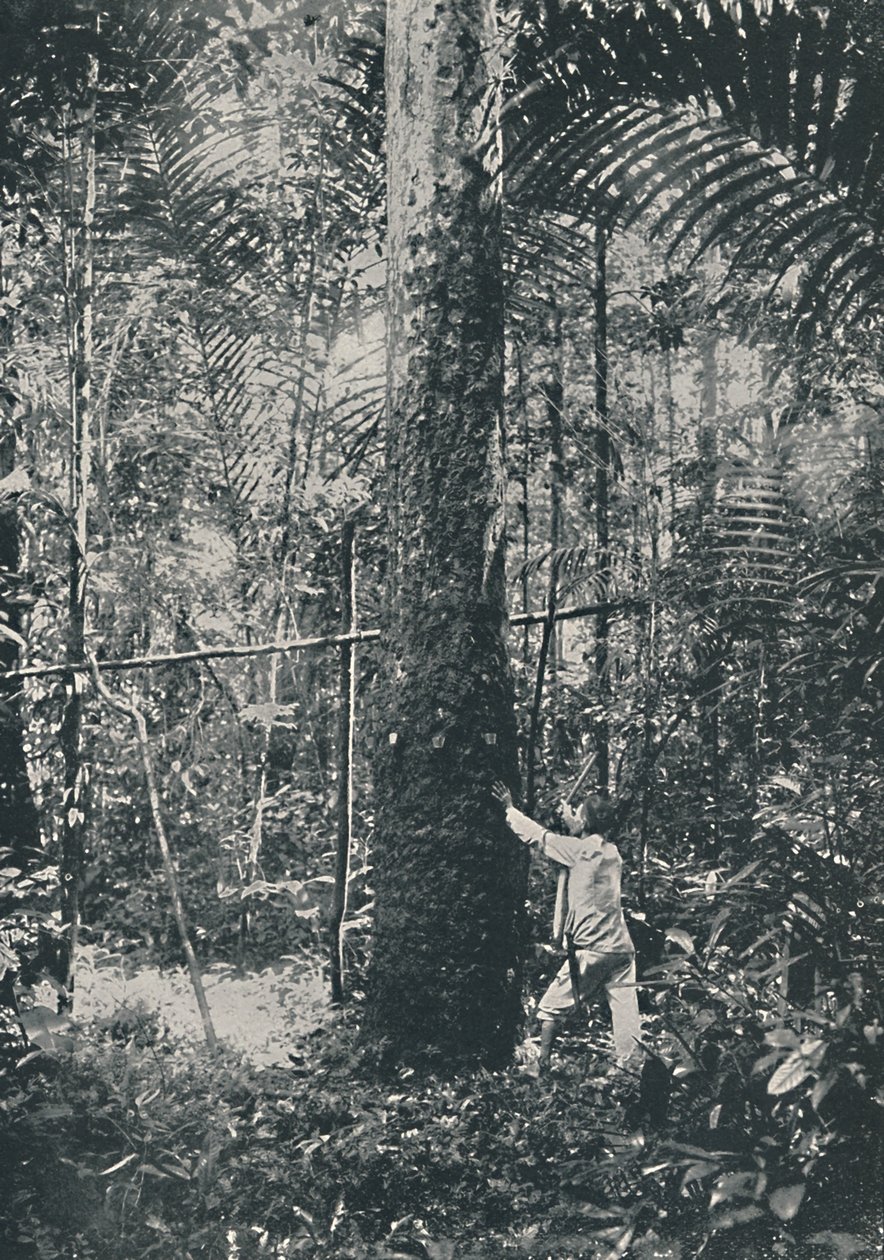 Kauçuk Toplama, 1916 by Unbekannt