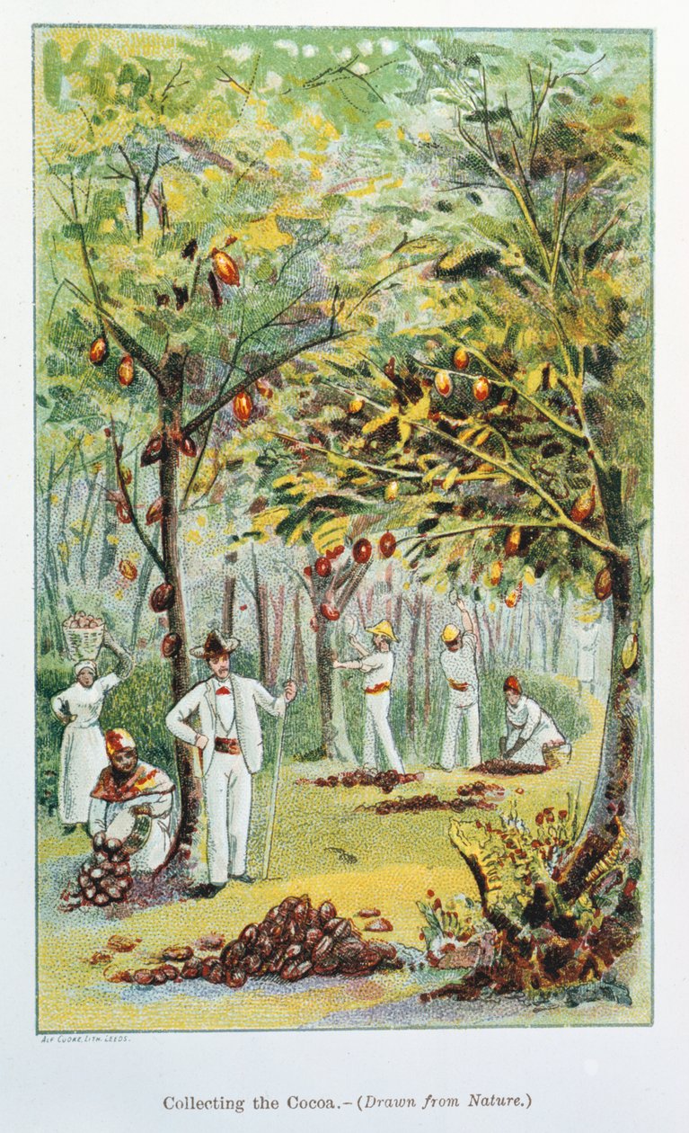 Kakao toplamak, Venezuela, 1892 by Unbekannt