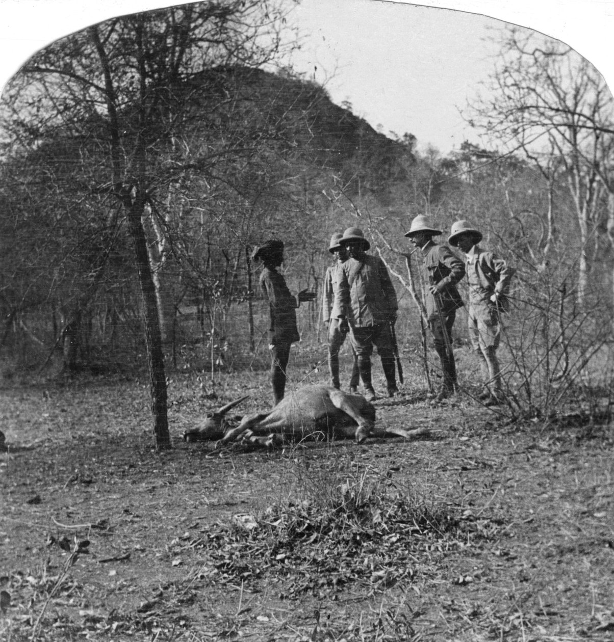 Albay Afsurul Mulk kaplan avında, Hindistan, 1900