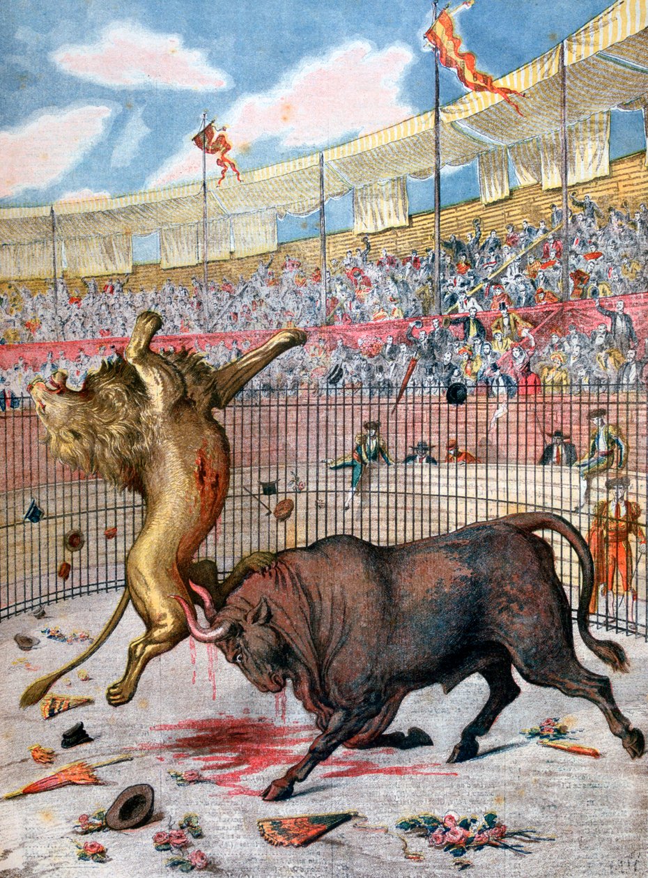 Aslan ve boğa arasındaki savaş, İspanya, 1894 by Unbekannt