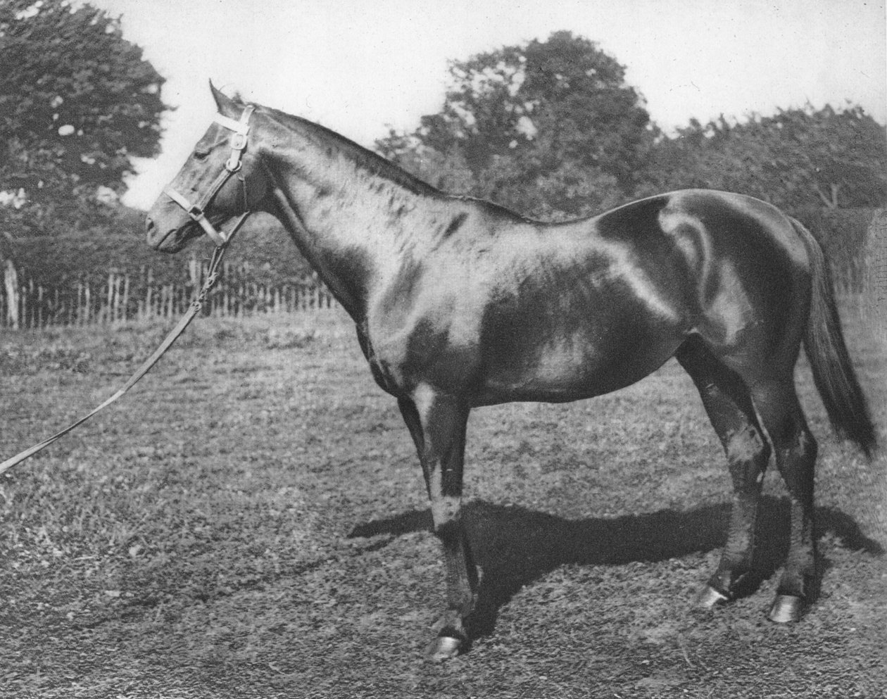 Ortak, 19. yüzyıl, 1911 by Unbekannt