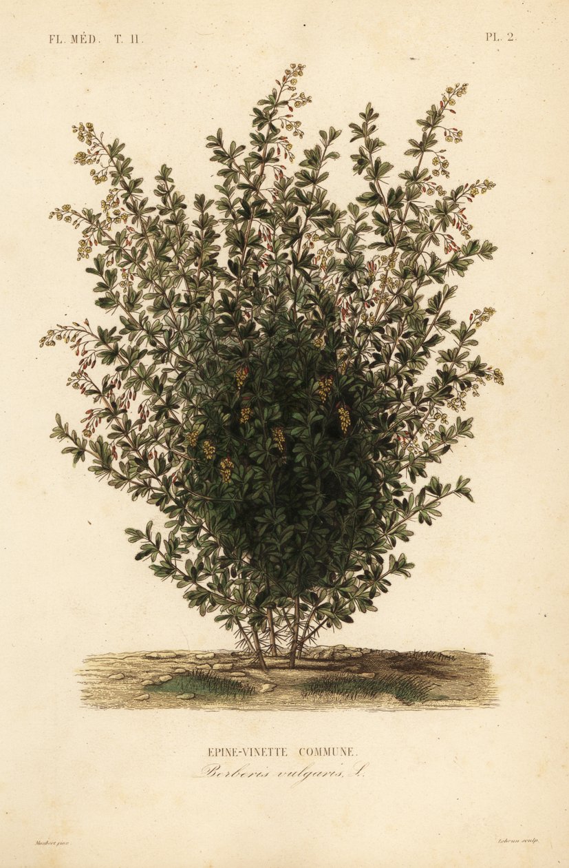 Ortak kızamık, Berberis vulgaris, Epine-vinette komün by Unbekannt