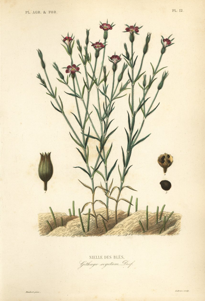 Adi mısır ekmeği, Agrostemma githago, Githago segetum, Nielle des bles, L tarafından elle boyanmış çelik gravür by Unbekannt