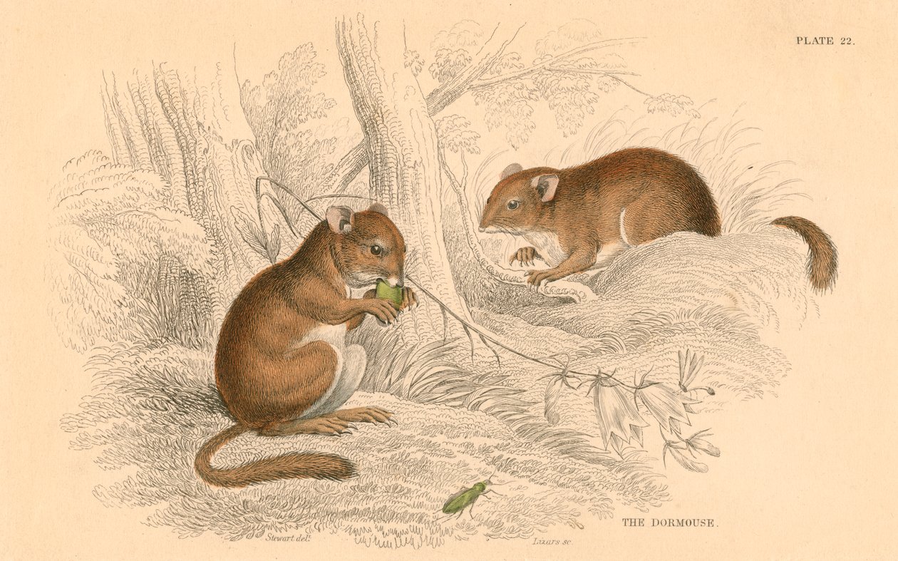 Ortak fındık faresi Muscardinus arvellanarius, kış uykusuna yatan kemirgen, 1828 by Unbekannt
