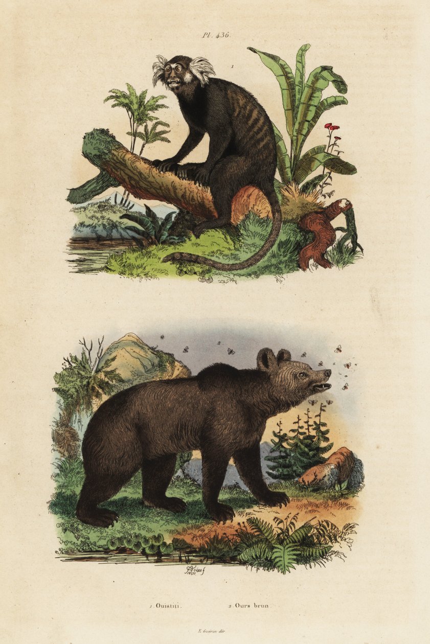 Ortak marmoset, Callithrix jacchus 1 ve boz ayı, Ursus arctos, arılarla 2 by Unbekannt