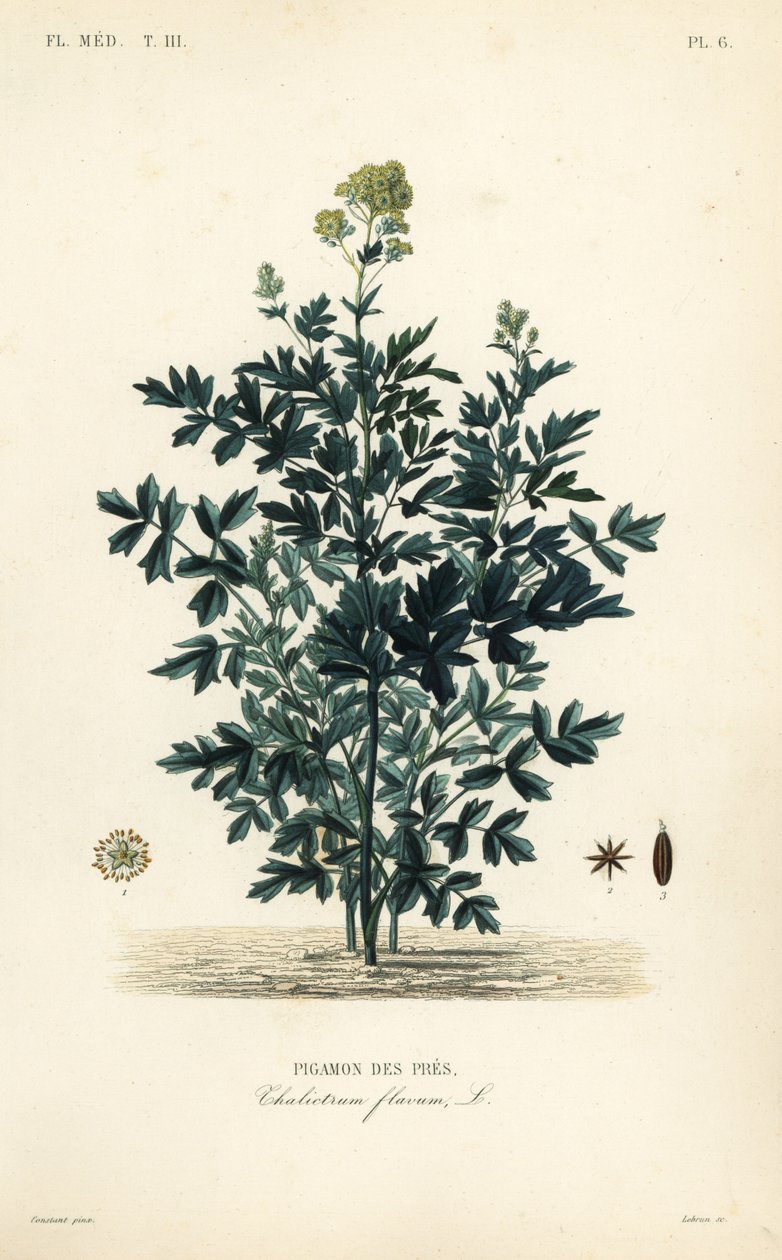 Ortak çayır rue, Thalictrum flavum, Pigamon des pres by Unbekannt