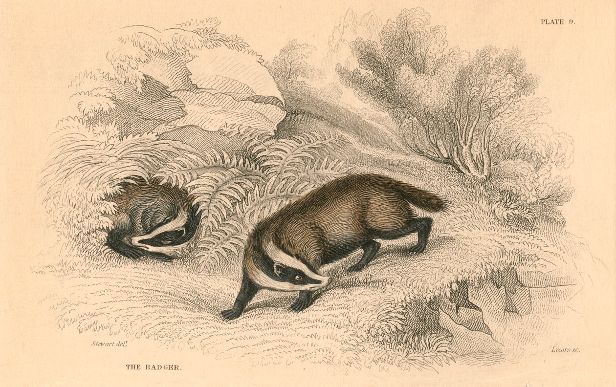 Adi veya Avrasya porsuğu Meles meles, 1828 by Unbekannt