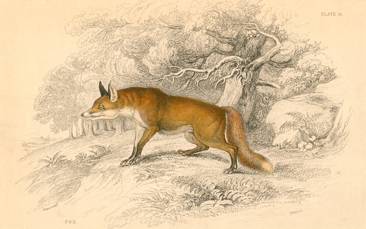 Adi veya kızıl tilki Vulpes vulpes, 1828 by Unbekannt
