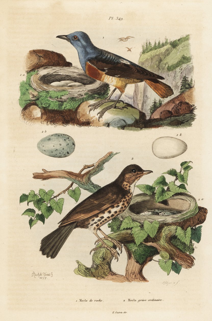Yuva ve yumurtalı adi kaya ardıç kuşu, Monticola saxatilis ve yuvalı ve yumurtalı ötücü ardıç kuşu, Turdus philomelos by Unbekannt
