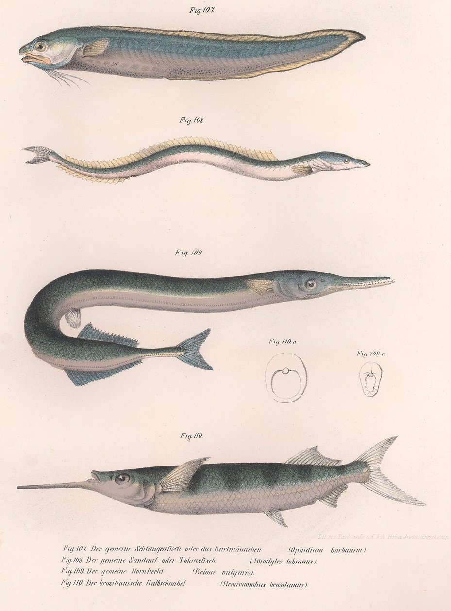 Ortak yılan balığı. Ortak kum yılan balığı. Ortak Hornhecht. Brezilya yarım gagası, c.1850
