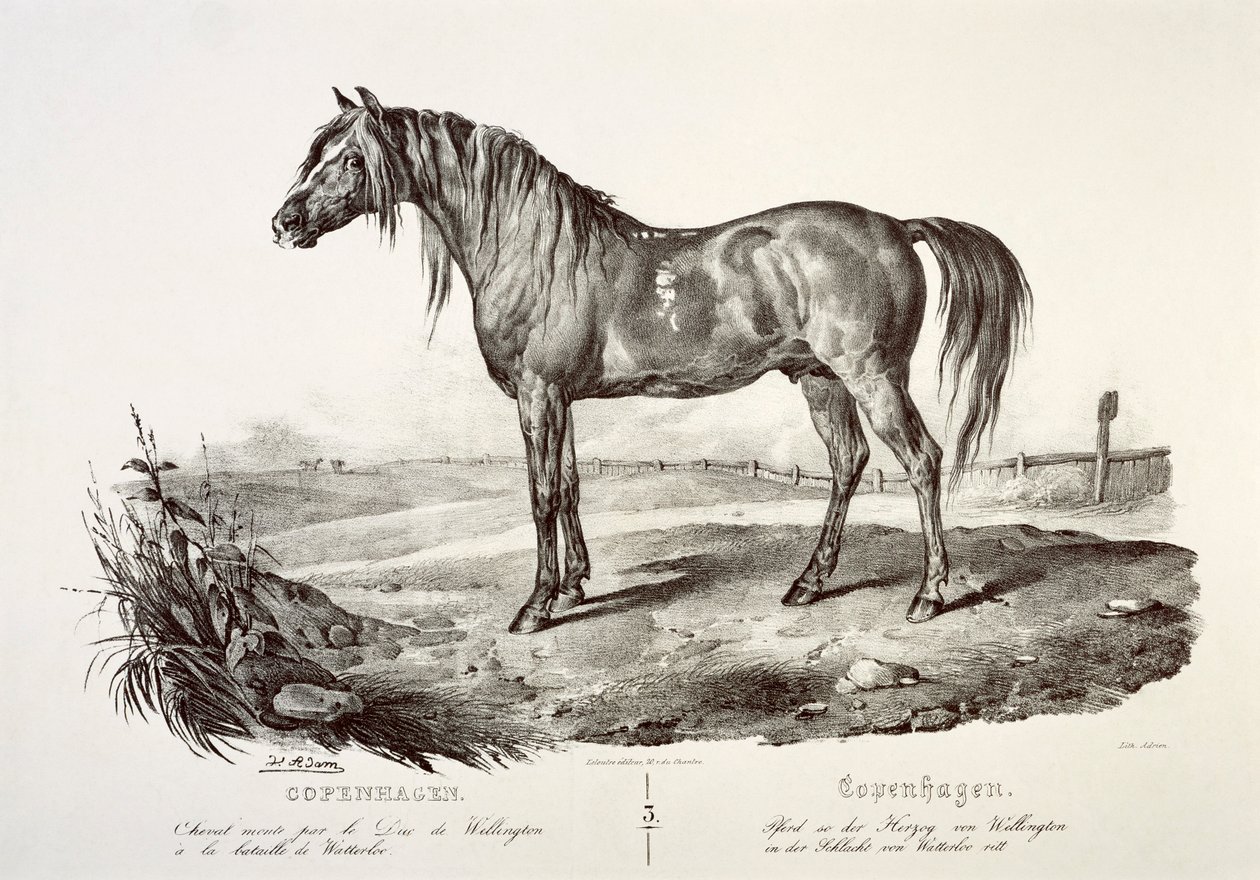 Kopenhag, Wellington Dükü