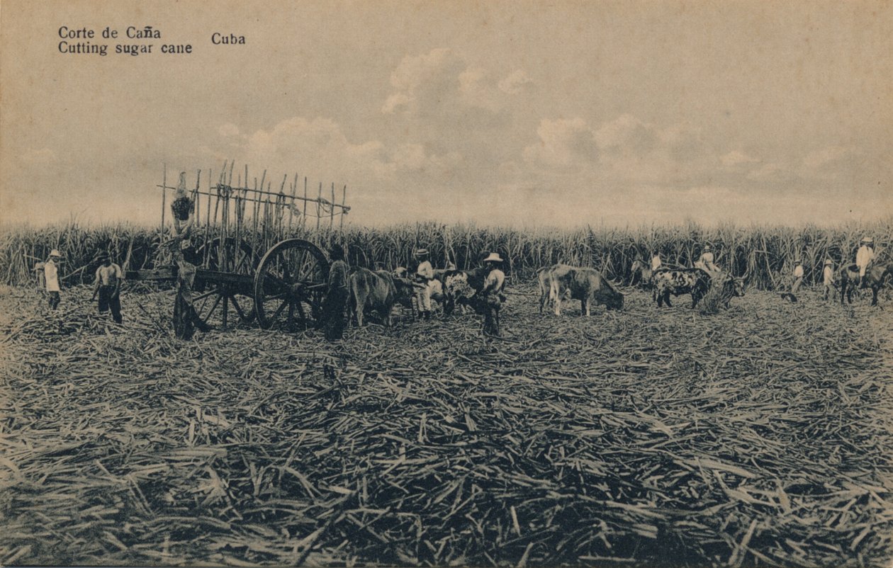 Cana Court - Şeker kamışı kesme - Küba, c1910 by Unbekannt