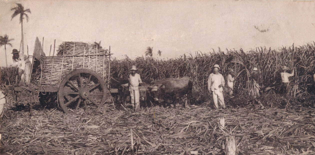 Corte de Canna. - Şeker Kamışı Toplama. Küba, c1900 by Unbekannt