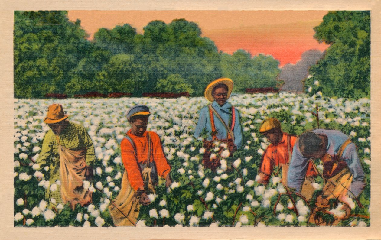Pamuk Toplama, Augusta, Gürcistan, 1943 by Unbekannt