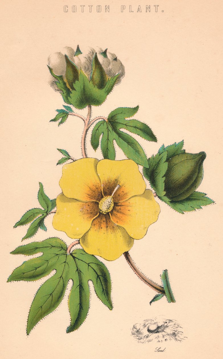 Pamuk Fabrikası, c19. yüzyıl by Unbekannt