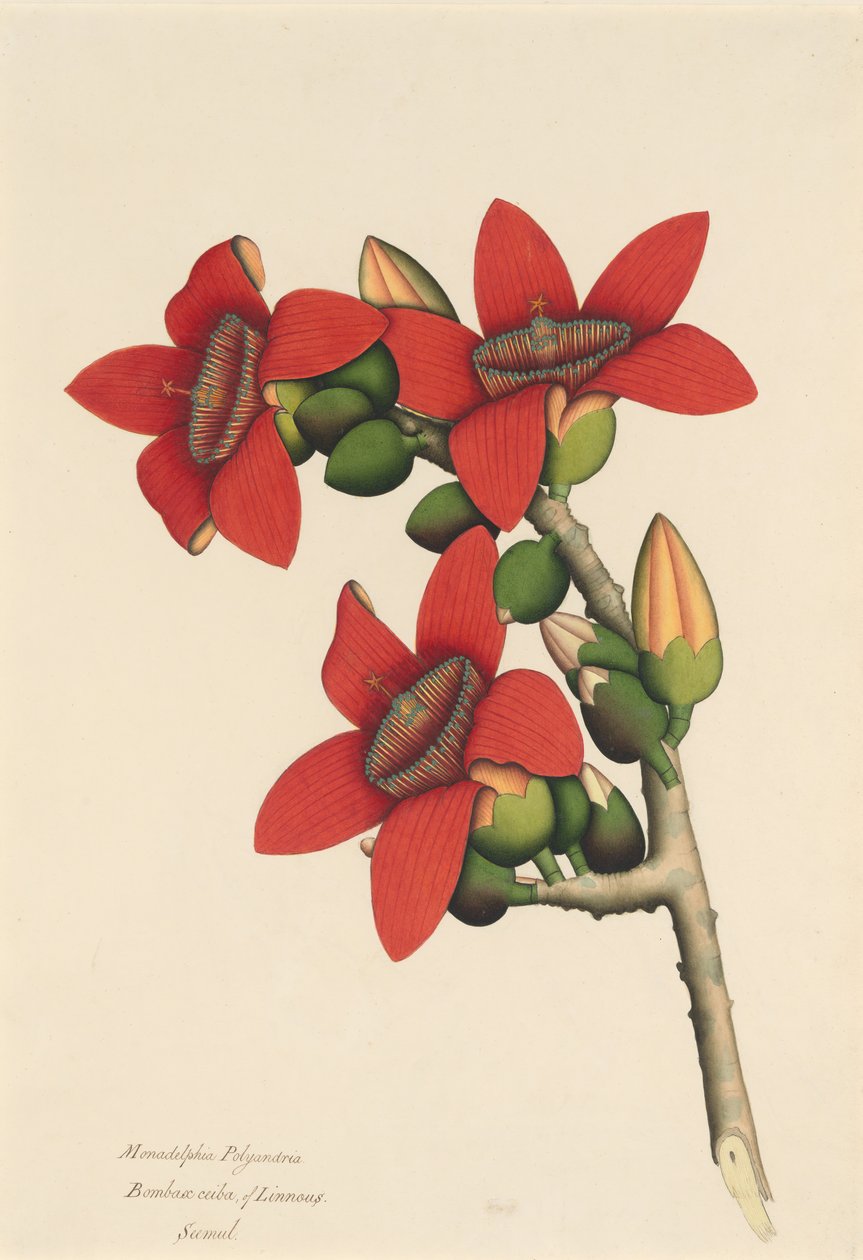 Pamuk Ağacı Çiçekleri, ca. 1800-1805. by Unbekannt