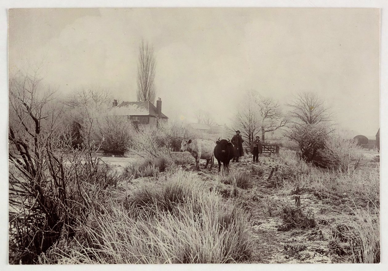 "Soğuk bir alanda inekler", 1890 vers by Unbekannt