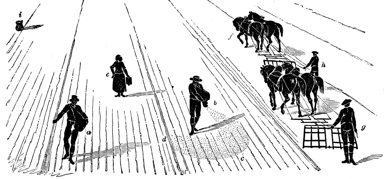 Ürün rotasyonu: mısır ekme ve tırmıklama, 1855 by Unbekannt