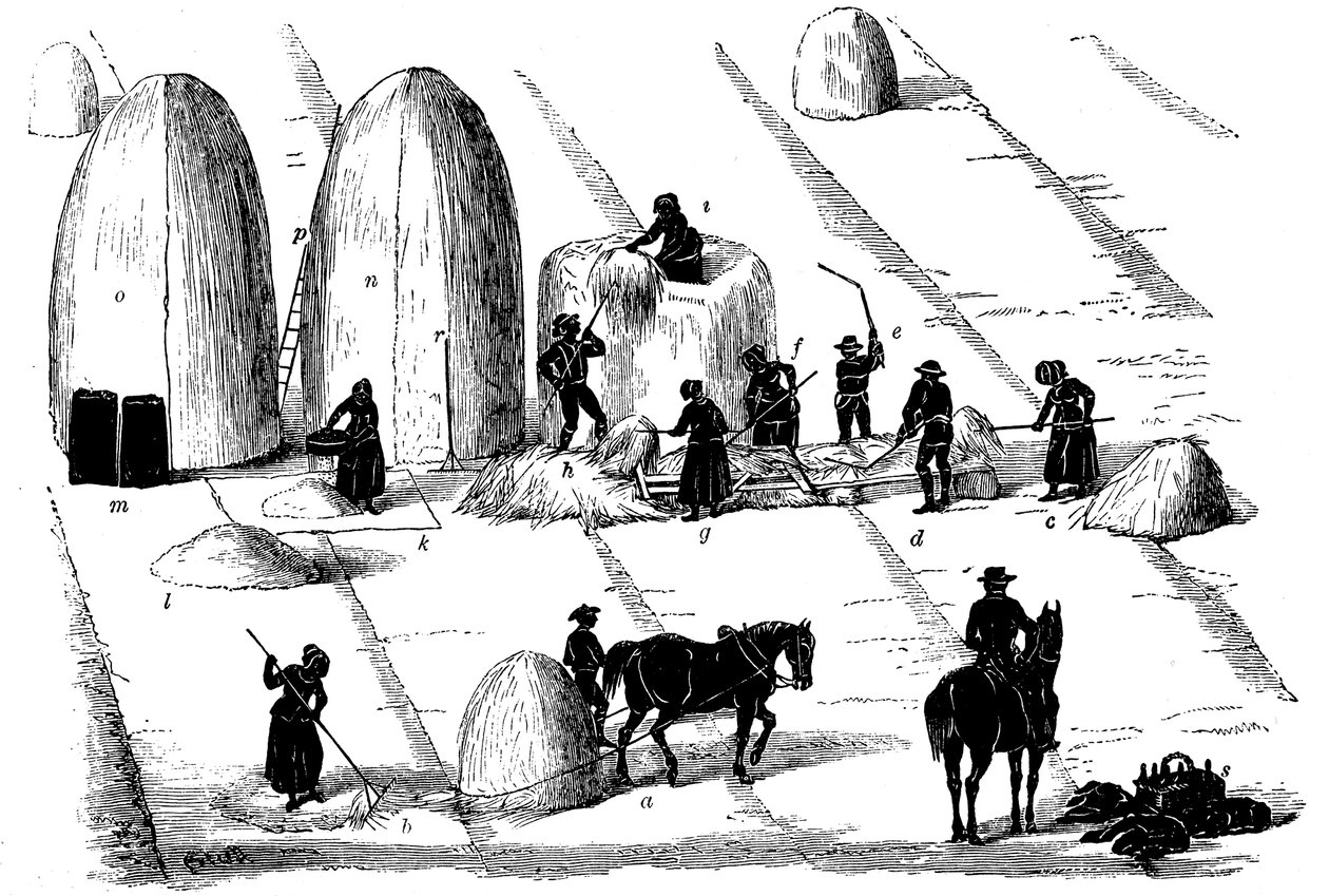 Ürün rotasyonu: tohum için harman çavdar otu, 1855 by Unbekannt