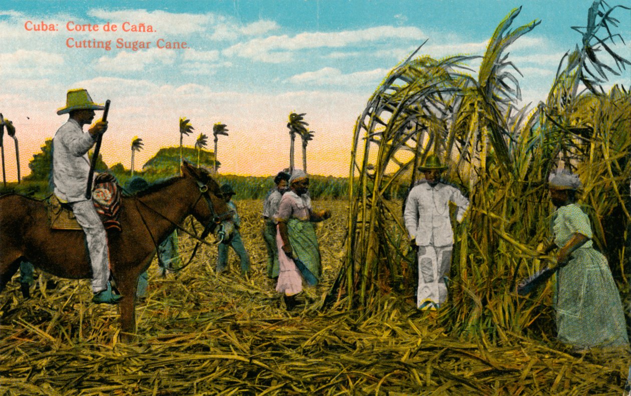 Küba: Kana Kesimi Şeker Kamışı Kesme, c1910 by Unbekannt