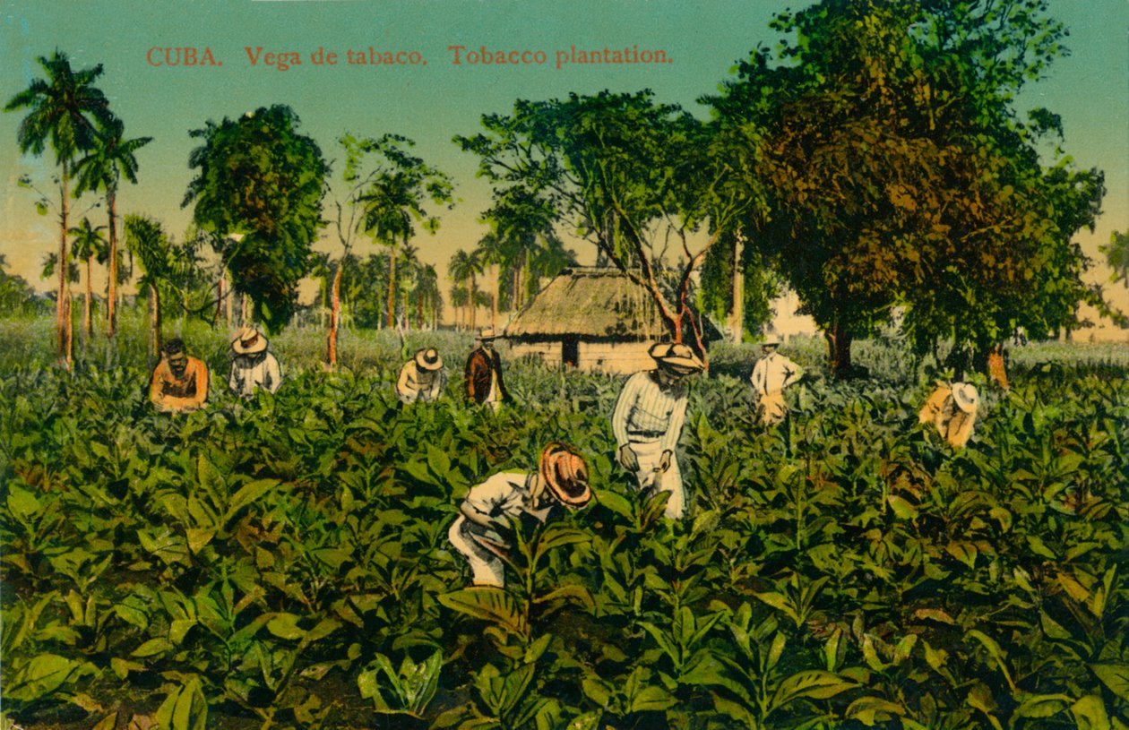 Küba. Tütün alanı. Tütün ekimi, c1920