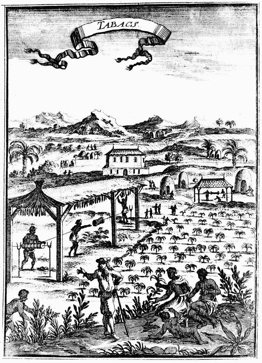 Batı Hint Adaları'nda köle emeği kullanılarak tütün yetiştirme ve iyileştirme, 1686 by Unbekannt