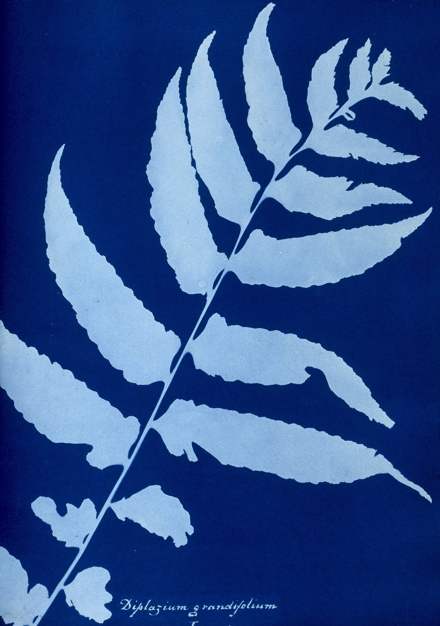 Diplazium grandifolium